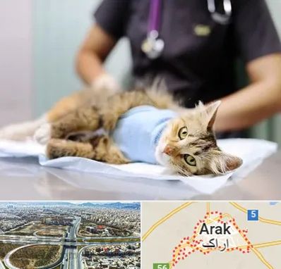 عقیم سازی گربه در اراک
