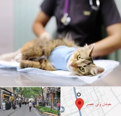 عقیم سازی گربه در ولیعصر شهریار