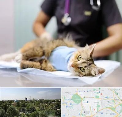 عقیم سازی گربه در منطقه 16 تهران