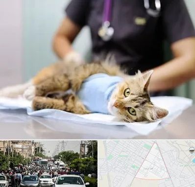 عقیم سازی گربه در سیدی مشهد