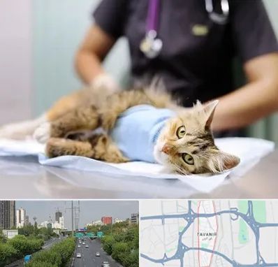 عقیم سازی گربه در توانیر