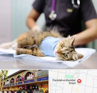 عقیم سازی گربه در 15 خرداد