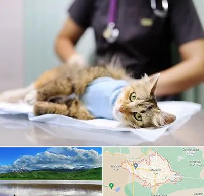 عقیم سازی گربه در مرند