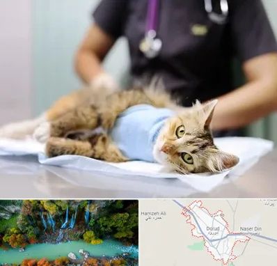 عقیم سازی گربه در دورود