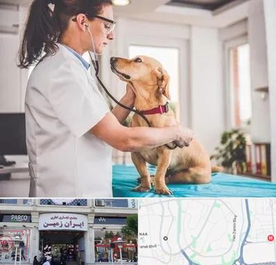 عقیم سازی سگ در ایران زمین