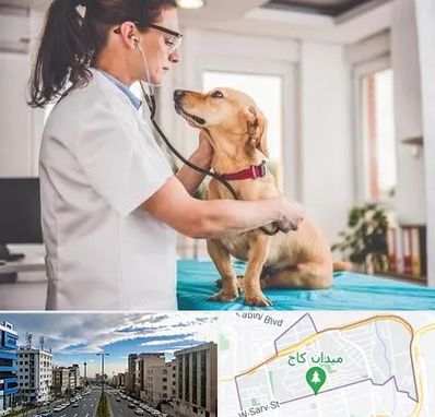 عقیم سازی سگ در سعادت آباد 