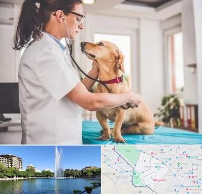 عقیم سازی سگ در کوهسنگی مشهد