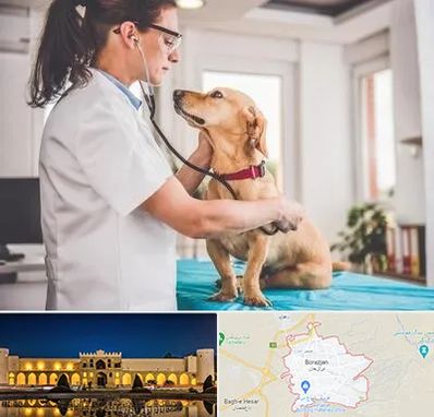 عقیم سازی سگ در برازجان