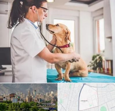 عقیم سازی سگ در جمشیدیه