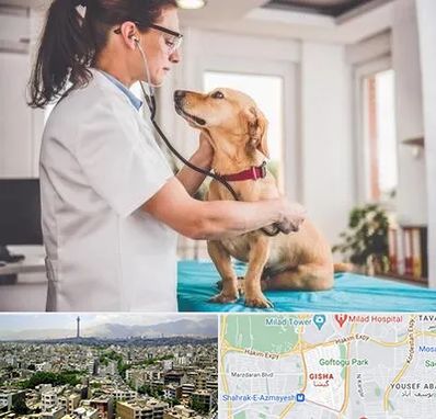 عقیم سازی سگ در گیشا 