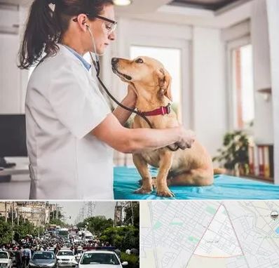 عقیم سازی سگ در سیدی مشهد