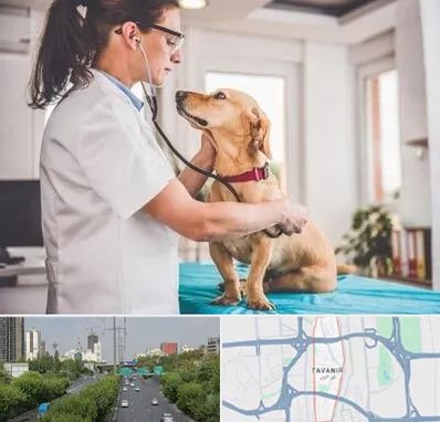 عقیم سازی سگ در توانیر