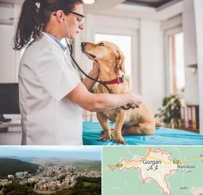 عقیم سازی سگ در گرگان