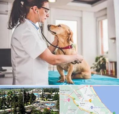 عقیم سازی سگ در رودسر