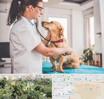 عقیم سازی سگ در منطقه 13 تهران