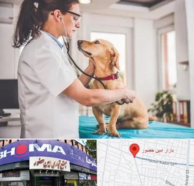 عقیم سازی سگ در امین حضور