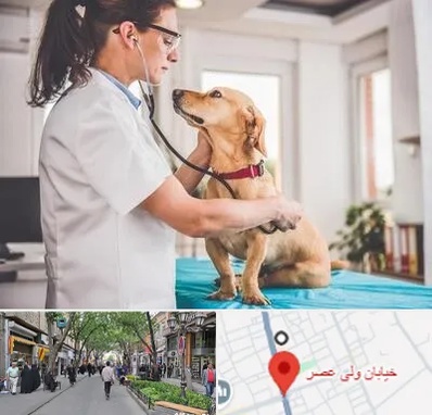 عقیم سازی سگ در ولیعصر شهریار