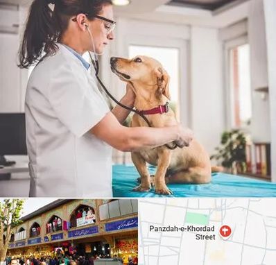 عقیم سازی سگ در 15 خرداد