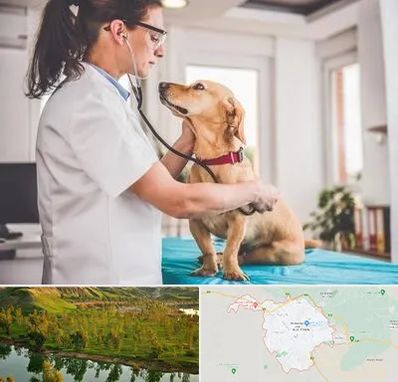 عقیم سازی سگ در بهبهان