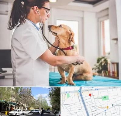 عقیم سازی سگ در کوی فیروز تبریز