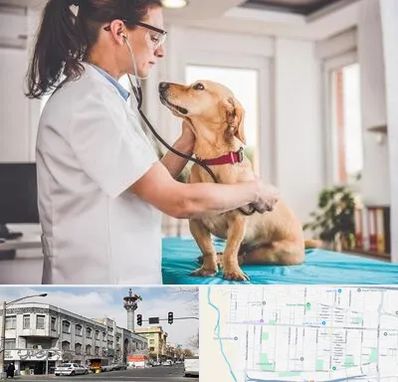 عقیم سازی سگ در 17شهریور