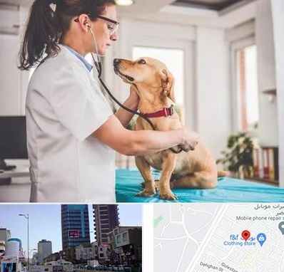 عقیم سازی سگ در چهارراه طالقانی کرج