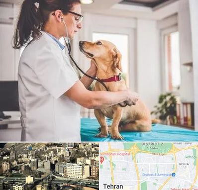 عقیم سازی سگ در مرزداران 