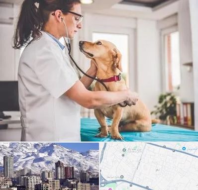 عقیم سازی سگ در ازگل