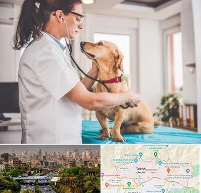 عقیم سازی سگ در منطقه 1 تهران