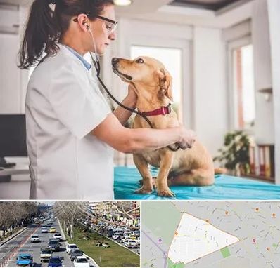 عقیم سازی سگ در احمدآباد مشهد