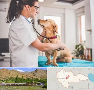 عقیم سازی سگ در خاش