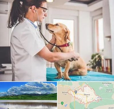 عقیم سازی سگ در مرند