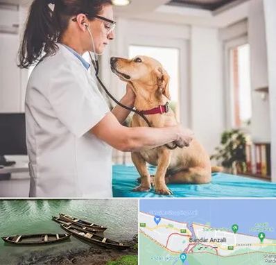 عقیم سازی سگ در بندر انزلی