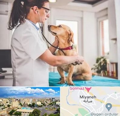 عقیم سازی سگ در میانه