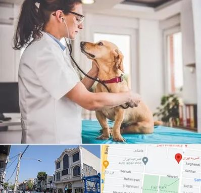 عقیم سازی سگ در افسریه 