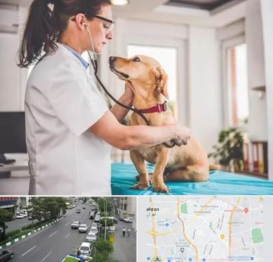 عقیم سازی سگ در ستارخان 