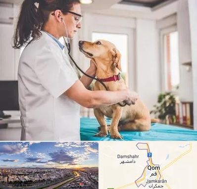 عقیم سازی سگ در قم