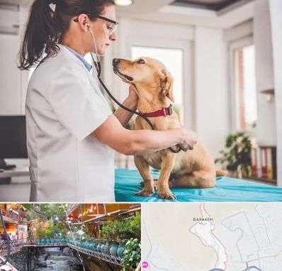 عقیم سازی سگ در درکه