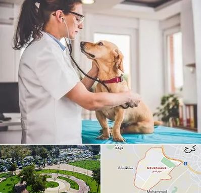 عقیم سازی سگ در مهرشهر کرج 