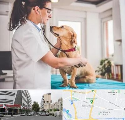 عقیم سازی سگ در بلوار فردوس 