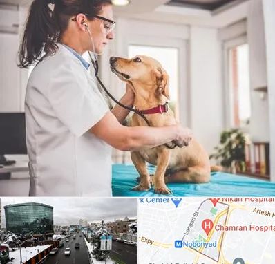 عقیم سازی سگ در اقدسیه 