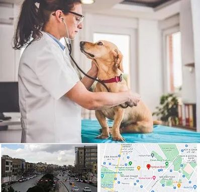 عقیم سازی سگ در بلوار فردوسی مشهد