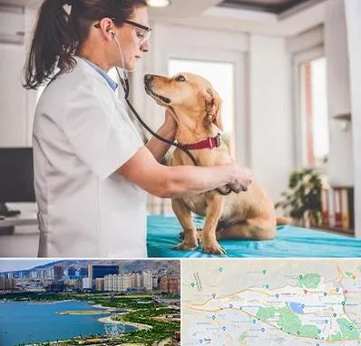 عقیم سازی سگ در منطقه 22 تهران