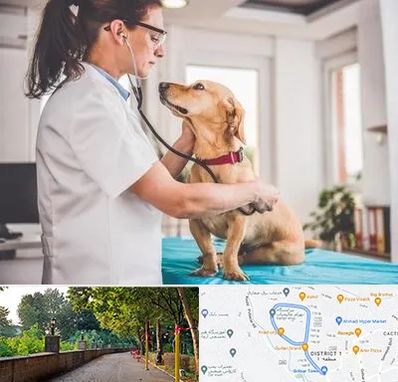 عقیم سازی سگ در فلکه گاز رشت