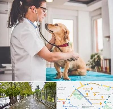 عقیم سازی سگ در خیابان ارم شیراز