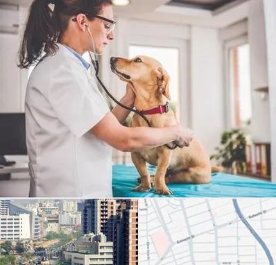 عقیم سازی سگ در خیابان بهشتی