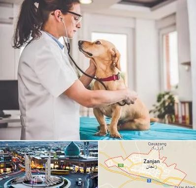 عقیم سازی سگ در زنجان