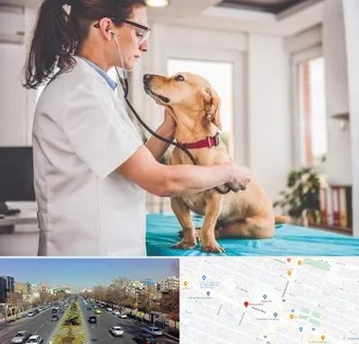 عقیم سازی سگ در بلوار معلم مشهد