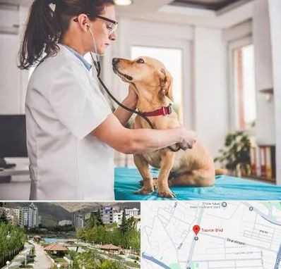 عقیم سازی سگ در بلوار تعاون