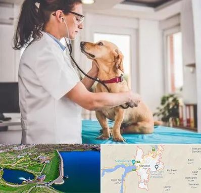 عقیم سازی سگ در مهاباد